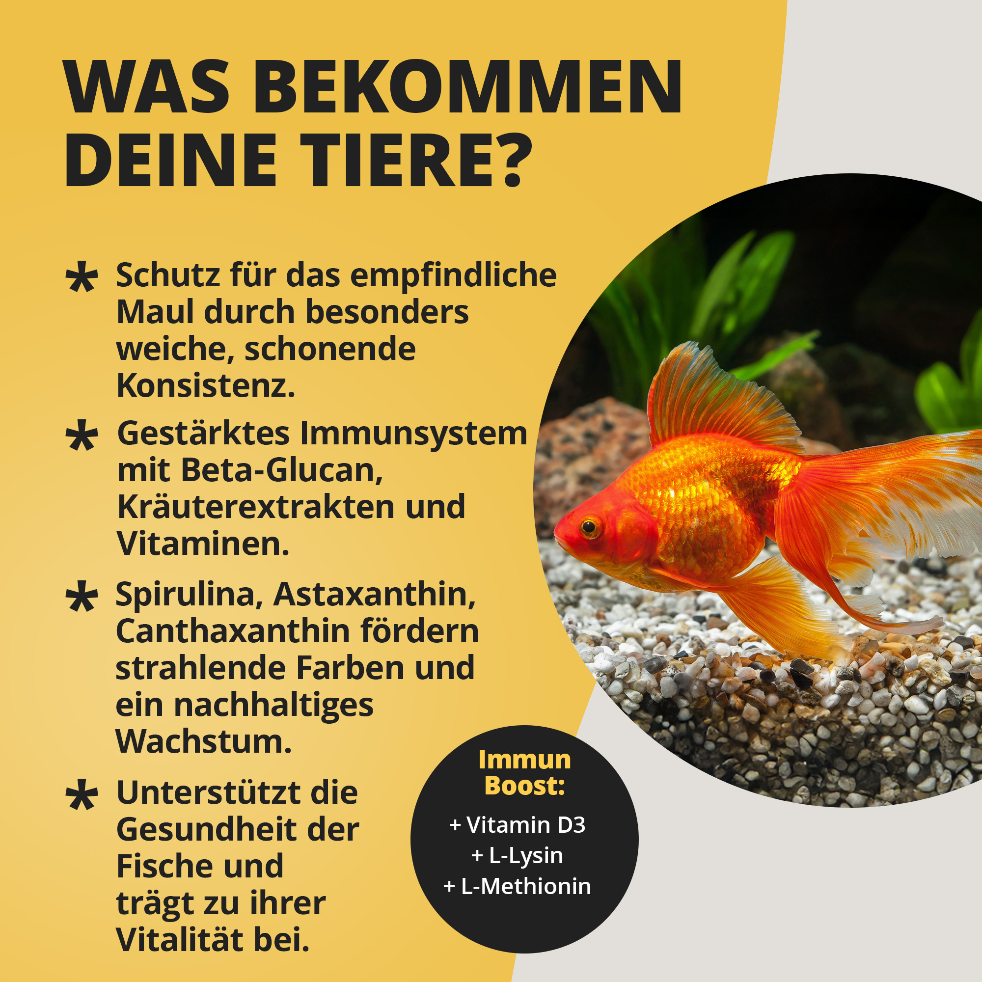 Goldfisch im Aquarium neben Werbetext